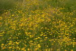 چوب پنبه ای